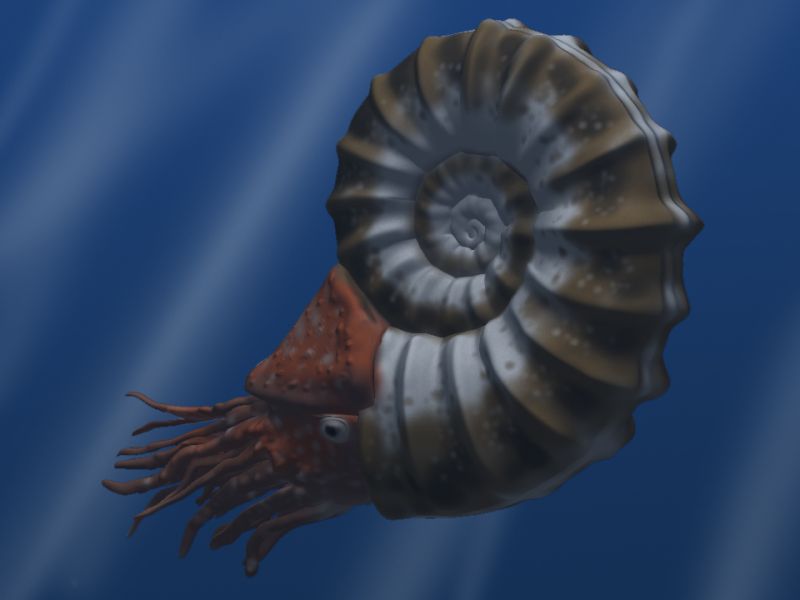 菊石复原图 Ammonite reconstruction