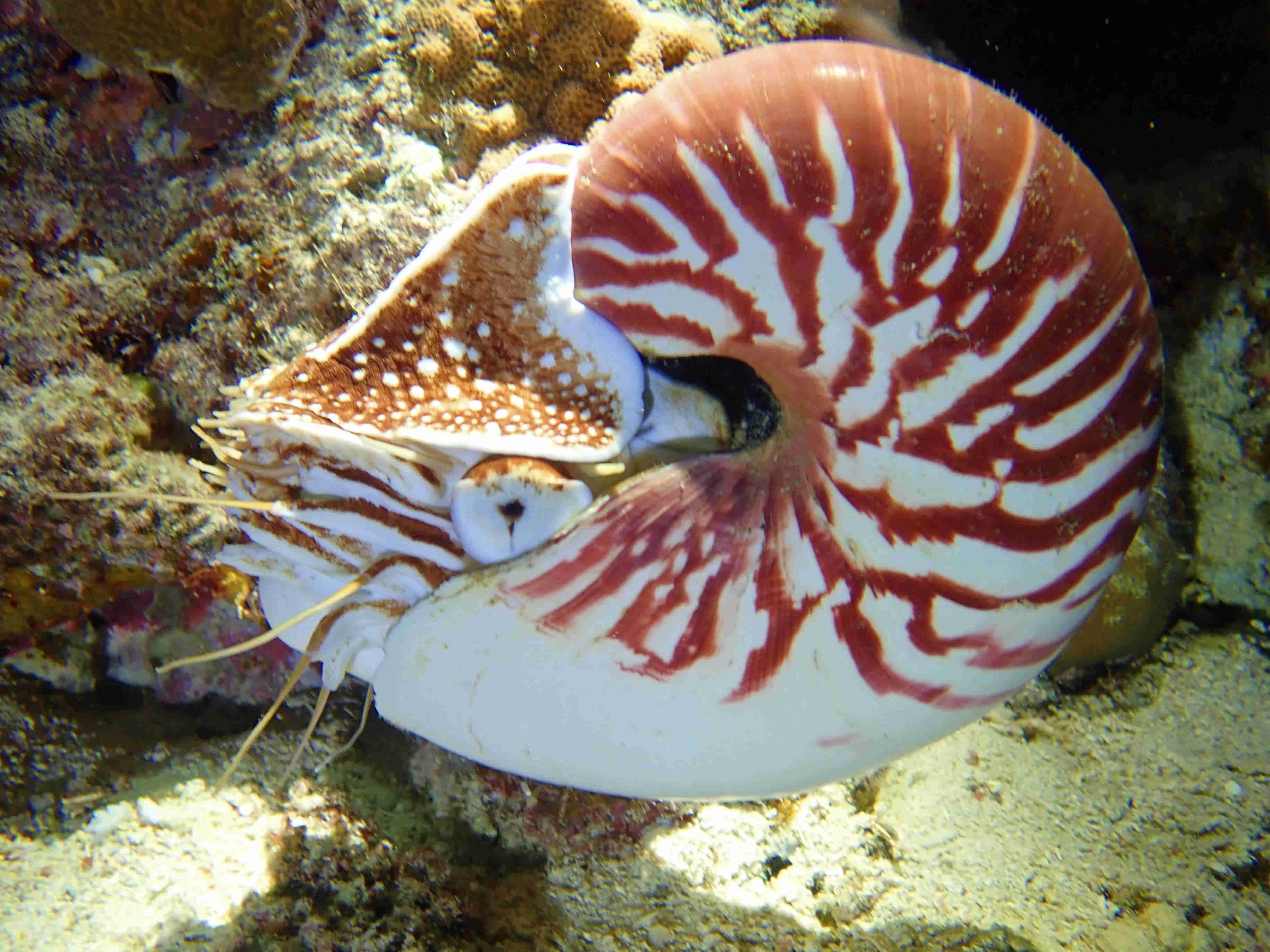 鹦鹉螺 Nautilus