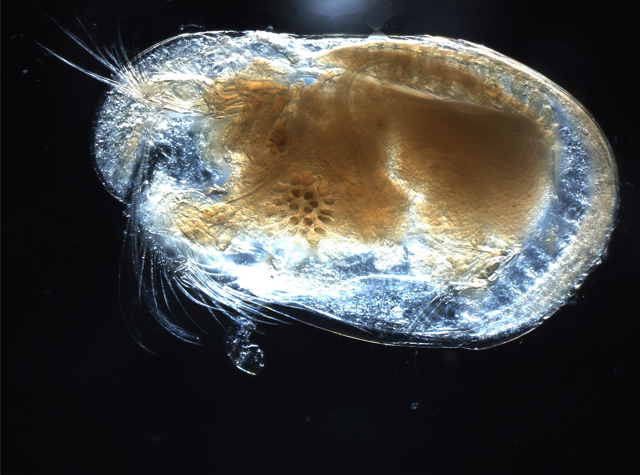 介形虫化石 Ostracod Fossils