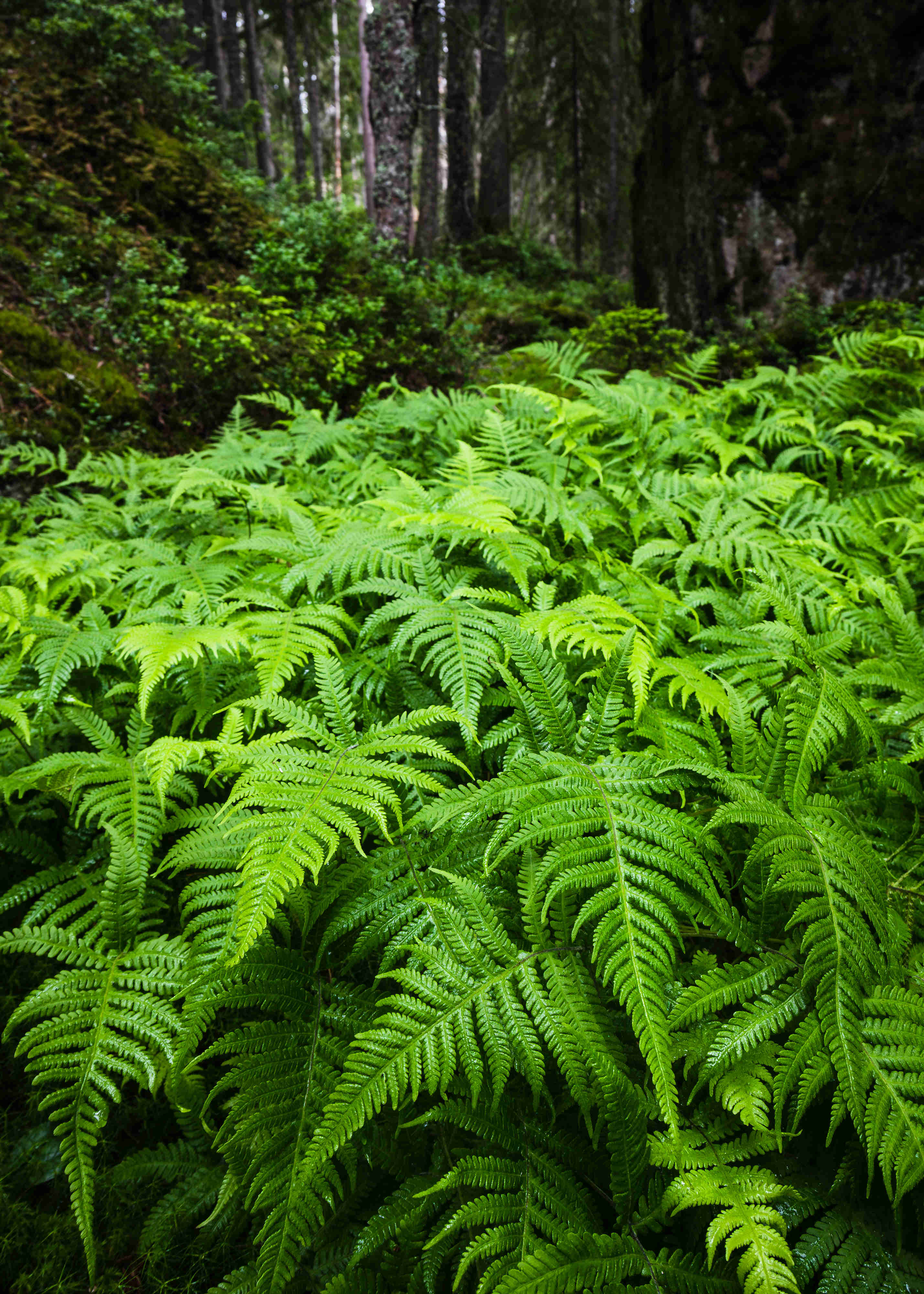 蕨类植物 Ferns