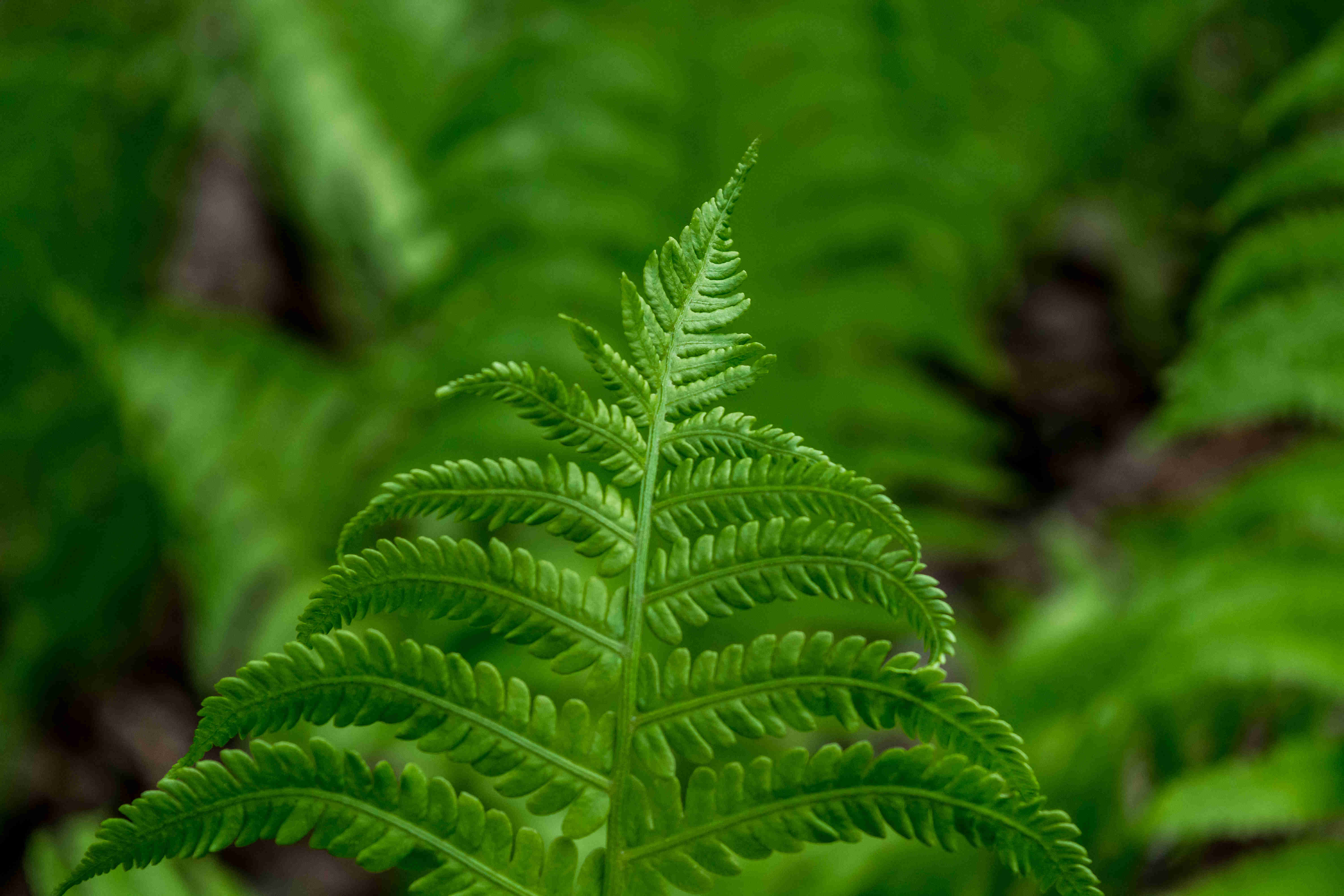 蕨类植物局部Close-up of ferns