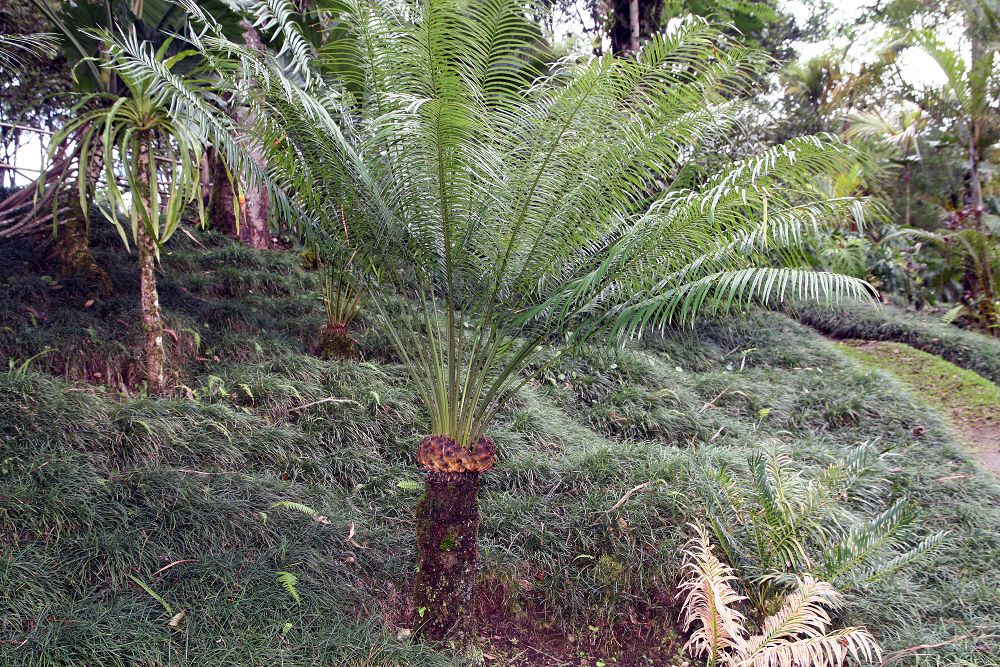 苏铁植物 Cycads