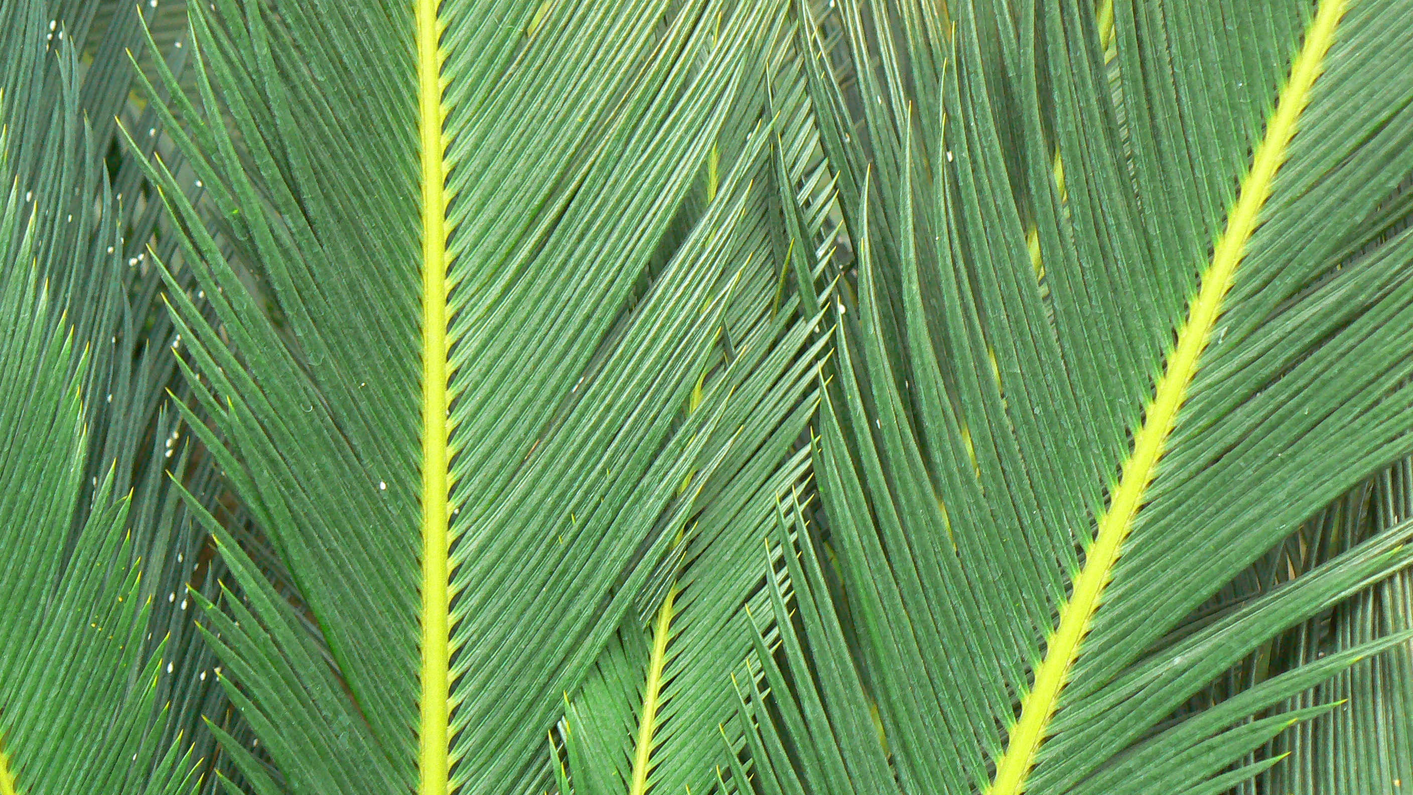 蘇鐵植物局部Close-up of cycads